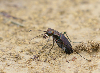 Cicindela punctulata, ovipositing